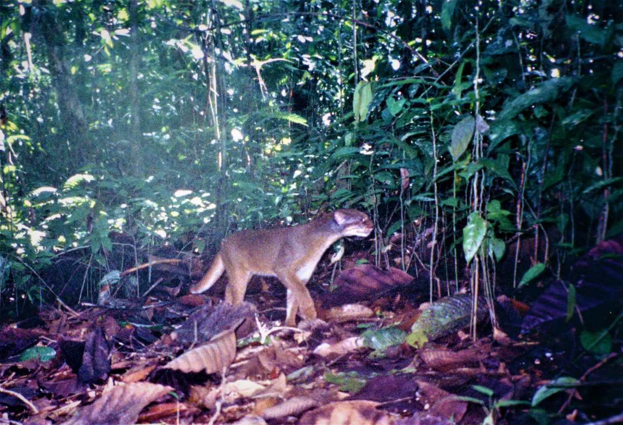 Gotcha! A bay cat caught on camera at the Sungai Ulu Katibas in the Lanjak Entimau Wildlife Sanctuary in Sarawak during the 2003-2004 field study. – Pic by Assoc Prof Mohd Azlan Jayasilan
