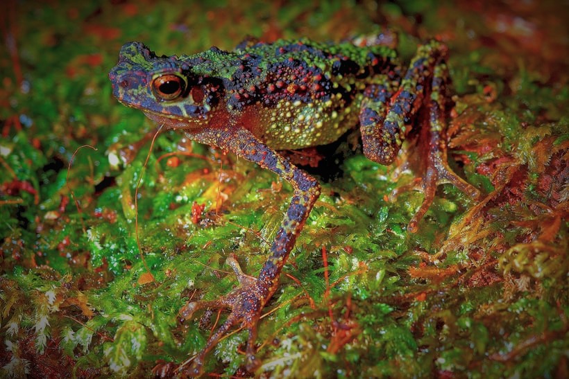 A Bornean Rainbow Toad (Ansonia latidisca) resting on a leaf. This endangered species was rediscovered in 2010 by a research team led by herpetologist Prof Dr Indraneil Das after being lost to science for nearly a century. - Pic courtesy of Izneil Nashriq Mohd Nasri