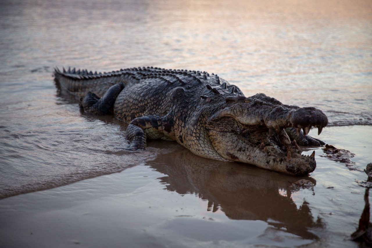– Pic courtesy of Nat Geo Wild
