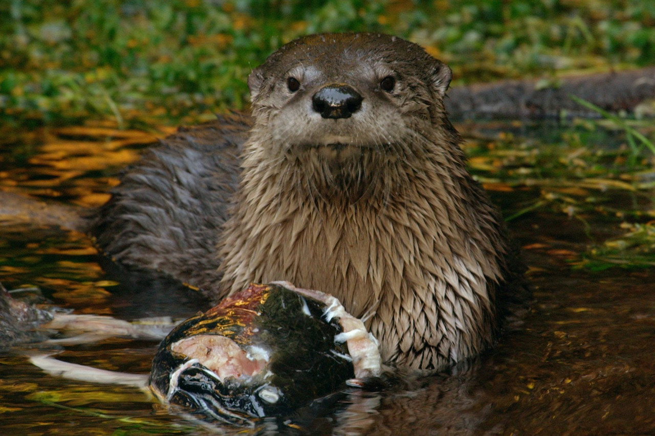 – Pic courtesy of Nat Geo Wild