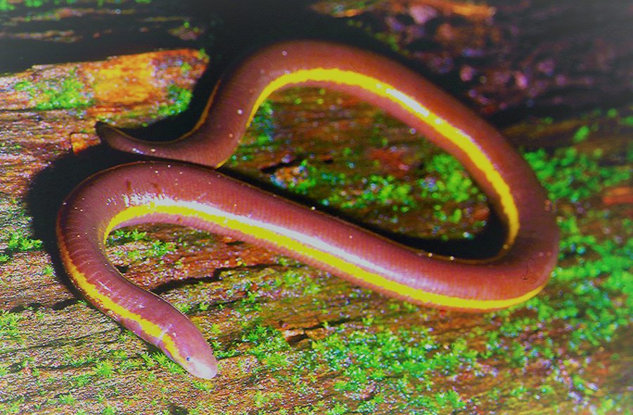 All images of amphibians are eligible for the Race, such as this one of the poorly-known cousins of frogs, the caecilians. Shown here is the Broad-striped Caecilian (Ichthyophis asplenia). - Pic courtesy of Indraneil Das