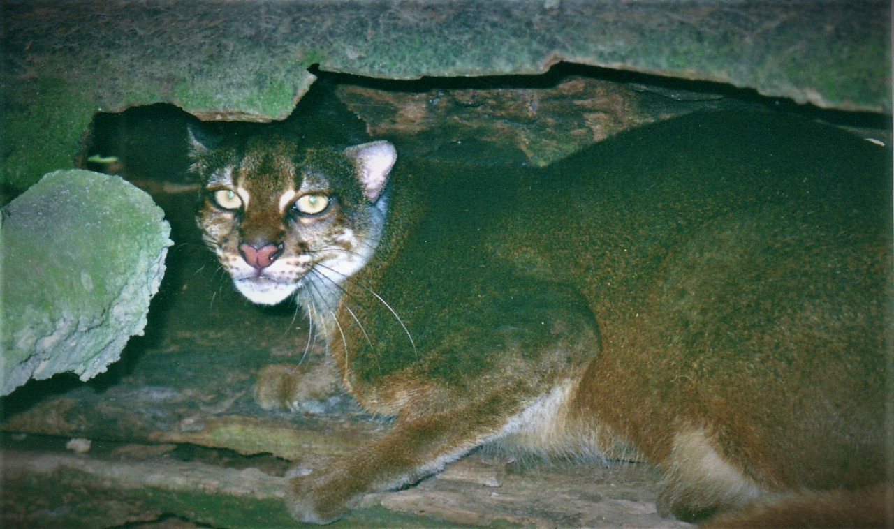 A bay cat seen in its natural habitat. Very little is known about the biology, ecology, and population of this unique Bornean wild cat, especially in Sarawak. – Pic by Assoc Prof Mohd Azlan Jayasilan