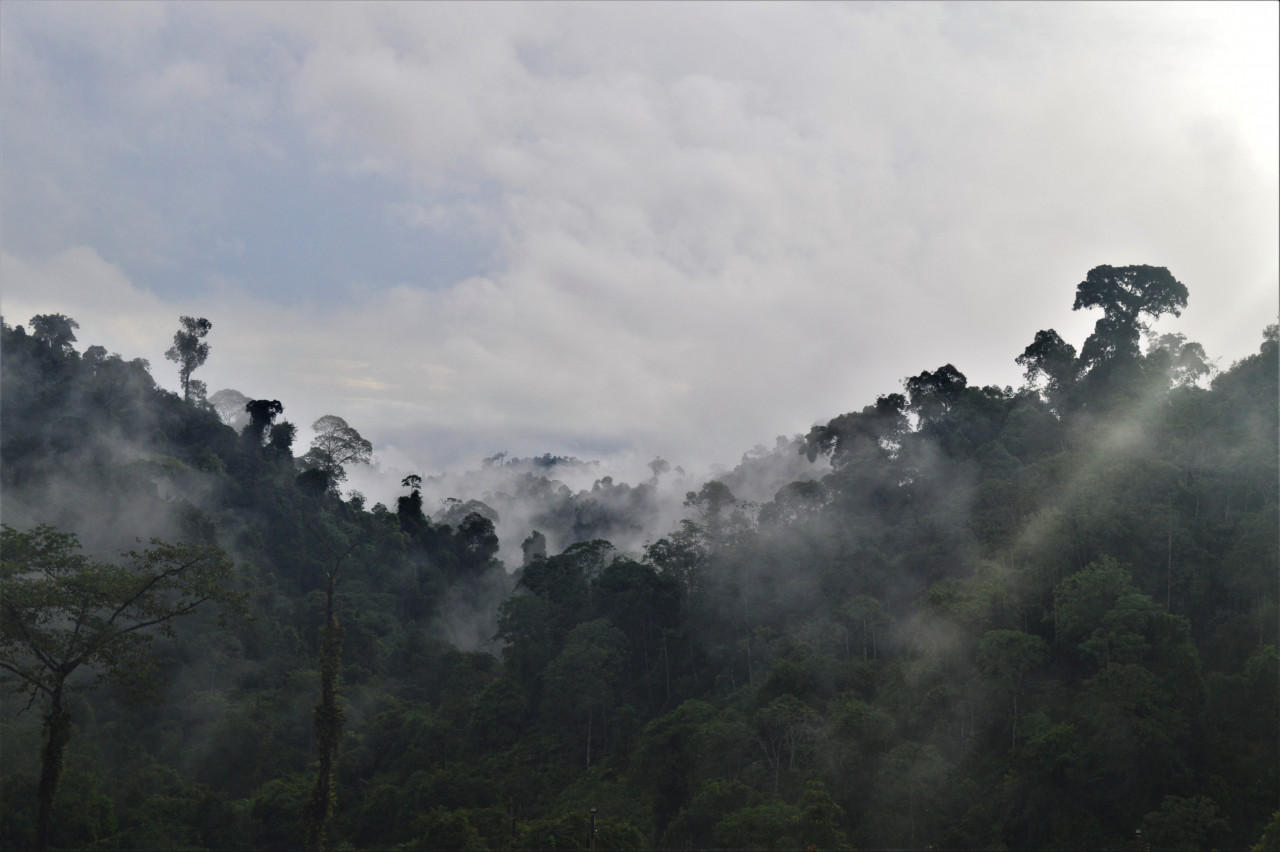 The bay cat can be found in a variety of habitats ranging from lowland forests, riverine areas, mangrove terrain as well as hill forests like this landscape in Kapit. – Pic by Assoc Prof Mohd Azlan Jayasilan