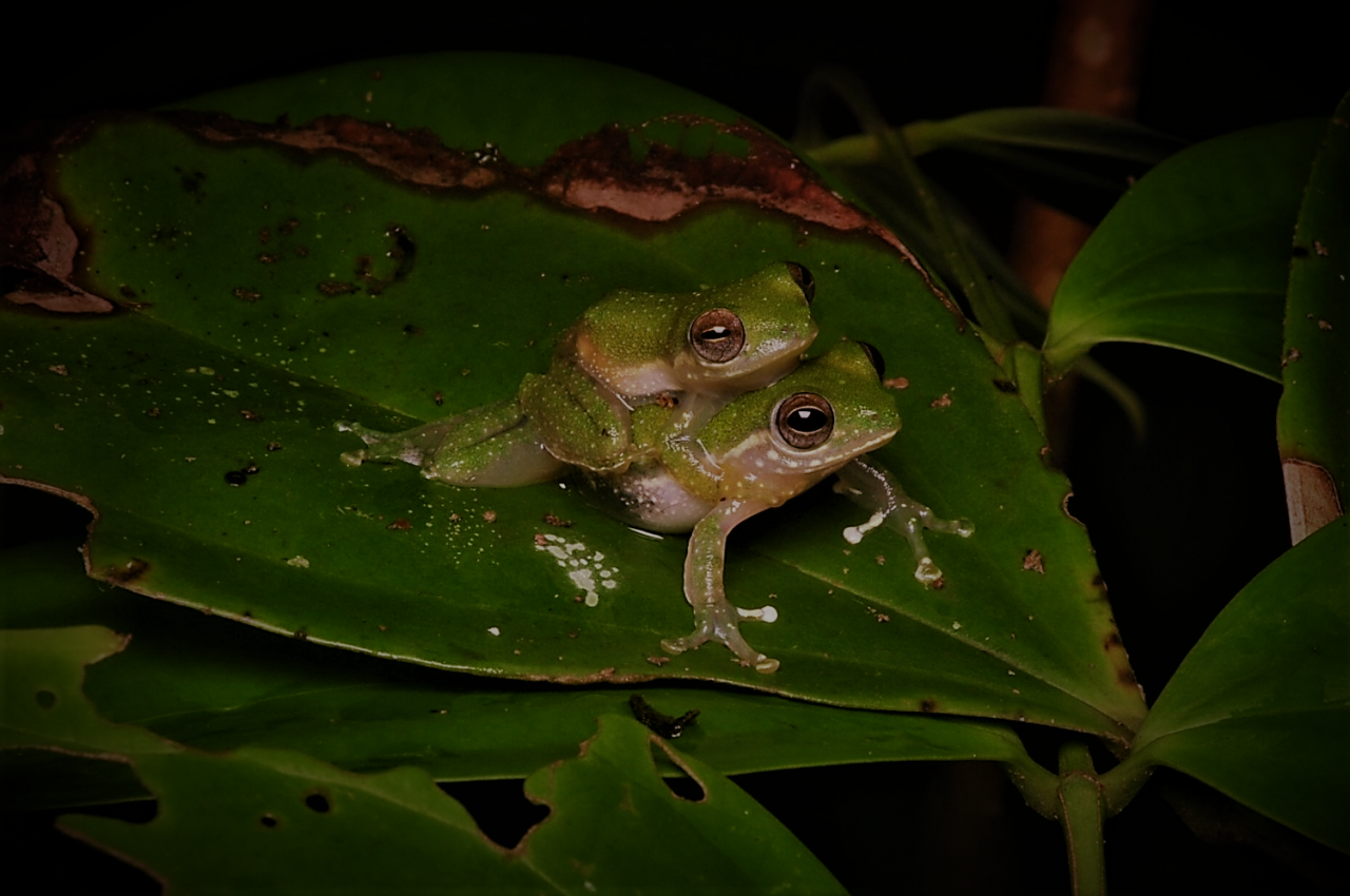 Paul Imbun received an honourable mention with his image of an amplecting pair of Jade Tree Frogs (Zhangixalus dulitensis) in a past event to locate frog species in Borneo. – Picture courtesy of Unimas 
