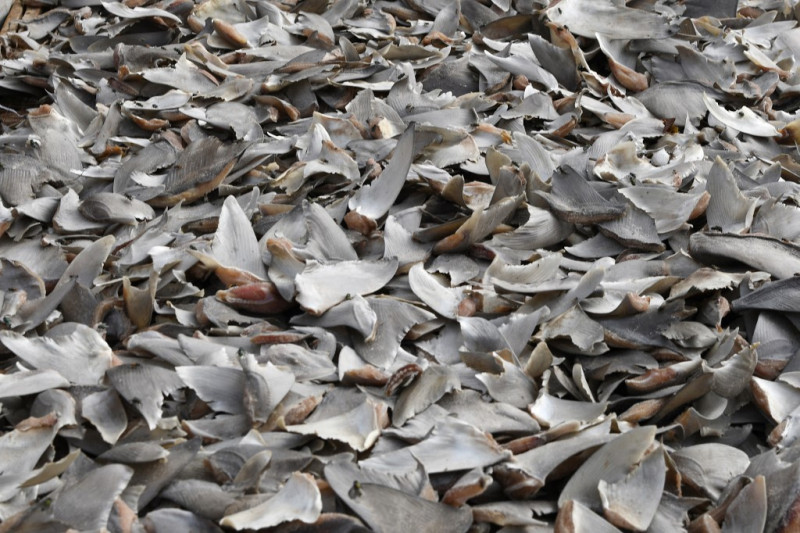 More than 3,000 shark fins confiscated in Colombia