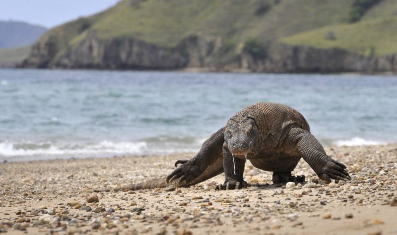 Komodo dragon, 2-in-5 shark species lurch towards extinction