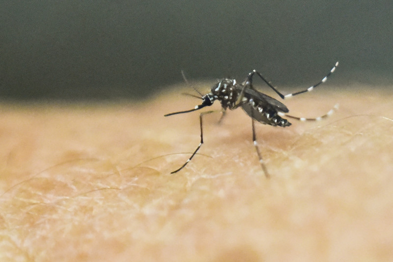 'An amazing ride': study offers dengue treatment hope