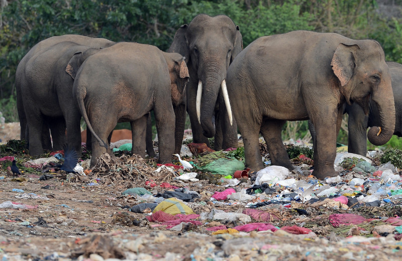Plastic threatens migratory species in Asia-Pacific: UN