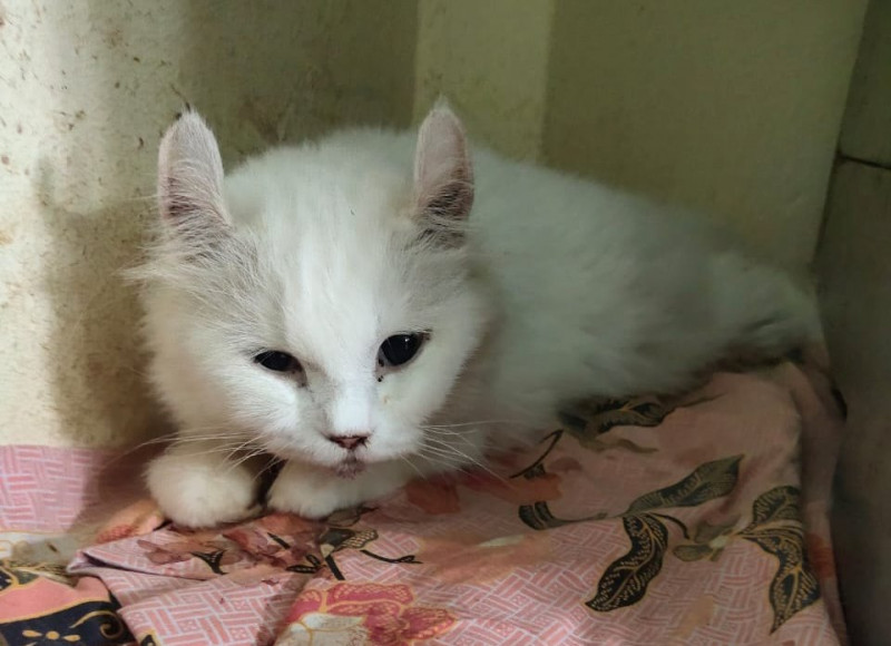 ‘Leaving animals to die’: Sandakan pet owners see red as vets turn away cases