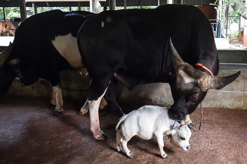 World's shortest cow gets posthumous recognition