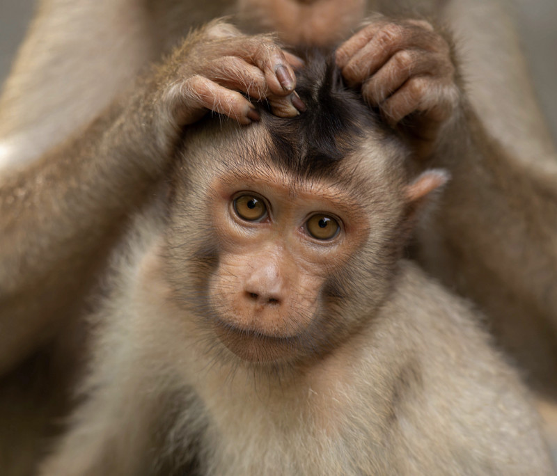 Photo of the Week: When it’s time to check your head for kutu – Peter Ong