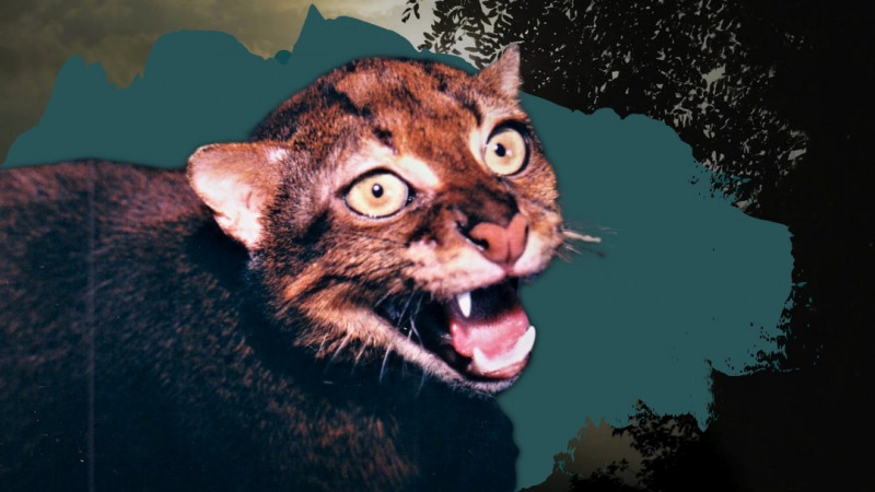 The bay cat – Borneo’s Houdini makes its last stand!