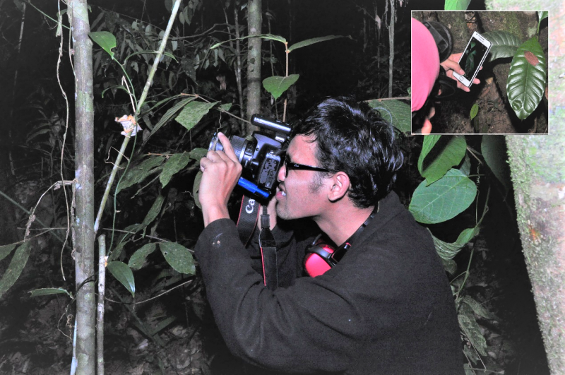 Race to hunt Borneo’s frog species ‘hops’ into action  