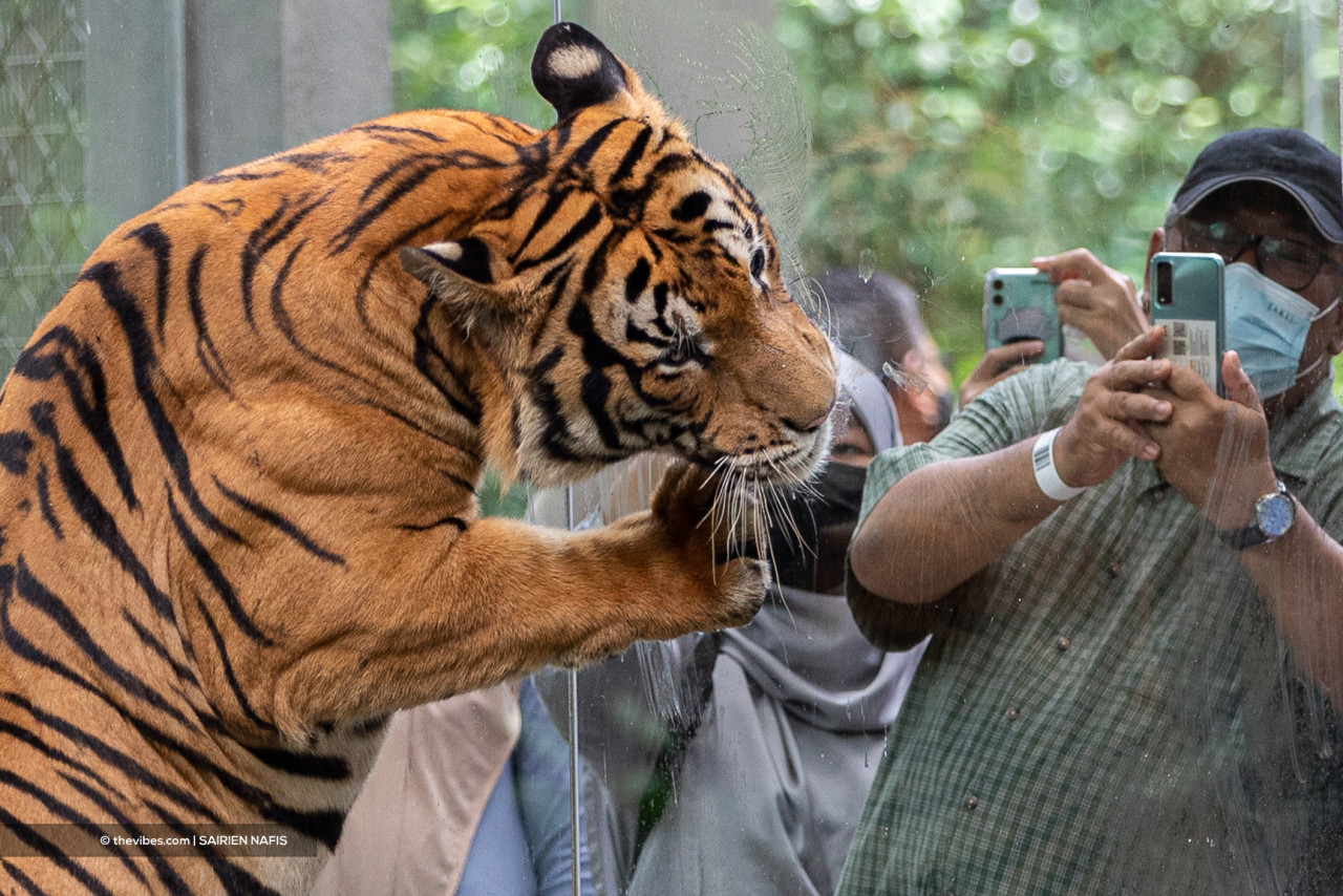  Zoos pride themselves on collecting several exotic species without any thought for space, which is often inadequate and lacking in many such establishments. – The Vibes file pic, August 12, 2022
