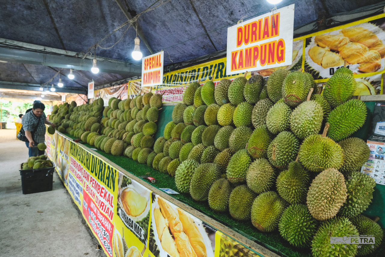 Durian orchard owner Eric Lee Tze Peng says Musang King fetches a higher price than durian kampung due to the higher maintenance required to grow the former. – The Vibes file pic, June 26, 2022