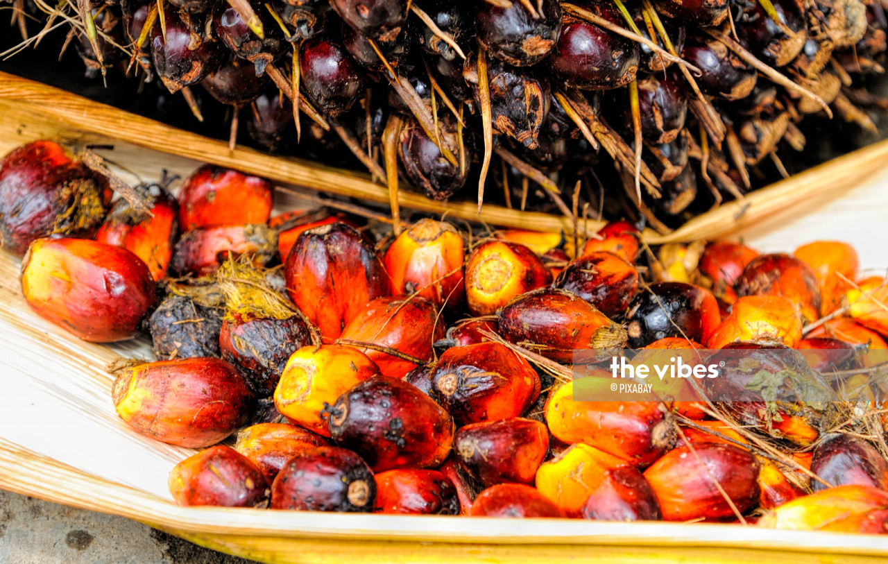 Malaysian palm oil accounts for 24% of global palm oil production and 31% of world exports in 2021. – Pixabay pic, February 9, 2022 