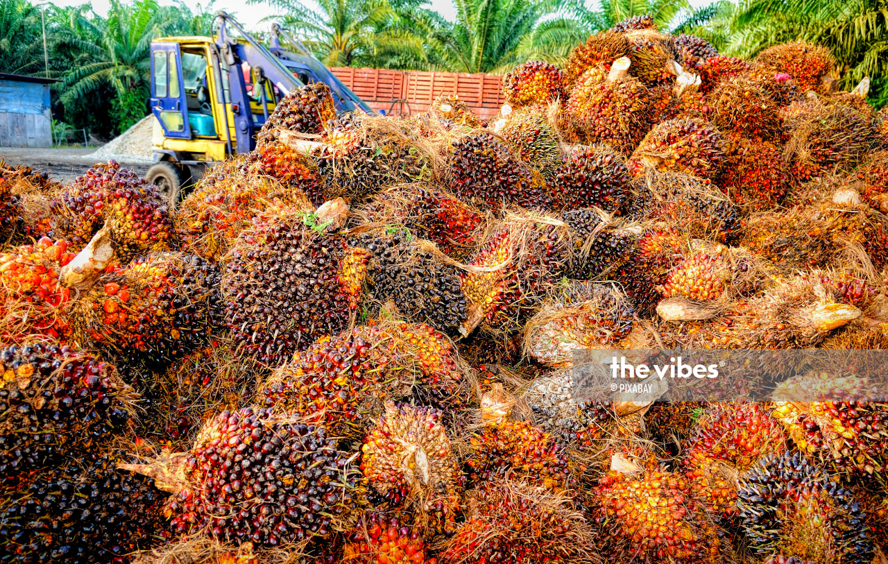 Tawau MP Lo Su Fui has said that there are additional charges applied only to Sabah like transportation charges at Rm100 per tonne of fresh fruit bunch of palm oil exported from the state. – Pixabay pic, April 1, 2023.  