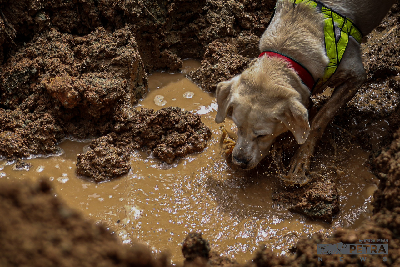A K9 dog searching in the earth for buried victims. – SYEDA IMRAN/The Vibes pic, December 19, 2022