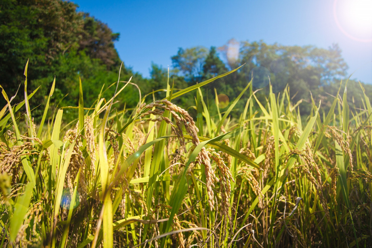 The management of the national rice stockpile is fully supervised by Bernas as it is among the key social obligation clauses outlined in the company’s concession agreement with the government. – Pixabay pic, July 27, 2022