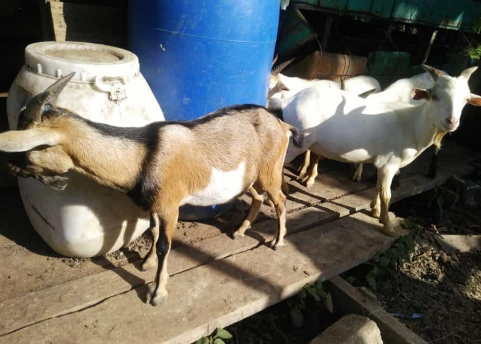 Faizal Musta says goats typically cost between RM700 and RM2,000. – Pic courtesy of Faizal Musta, July 18, 2021