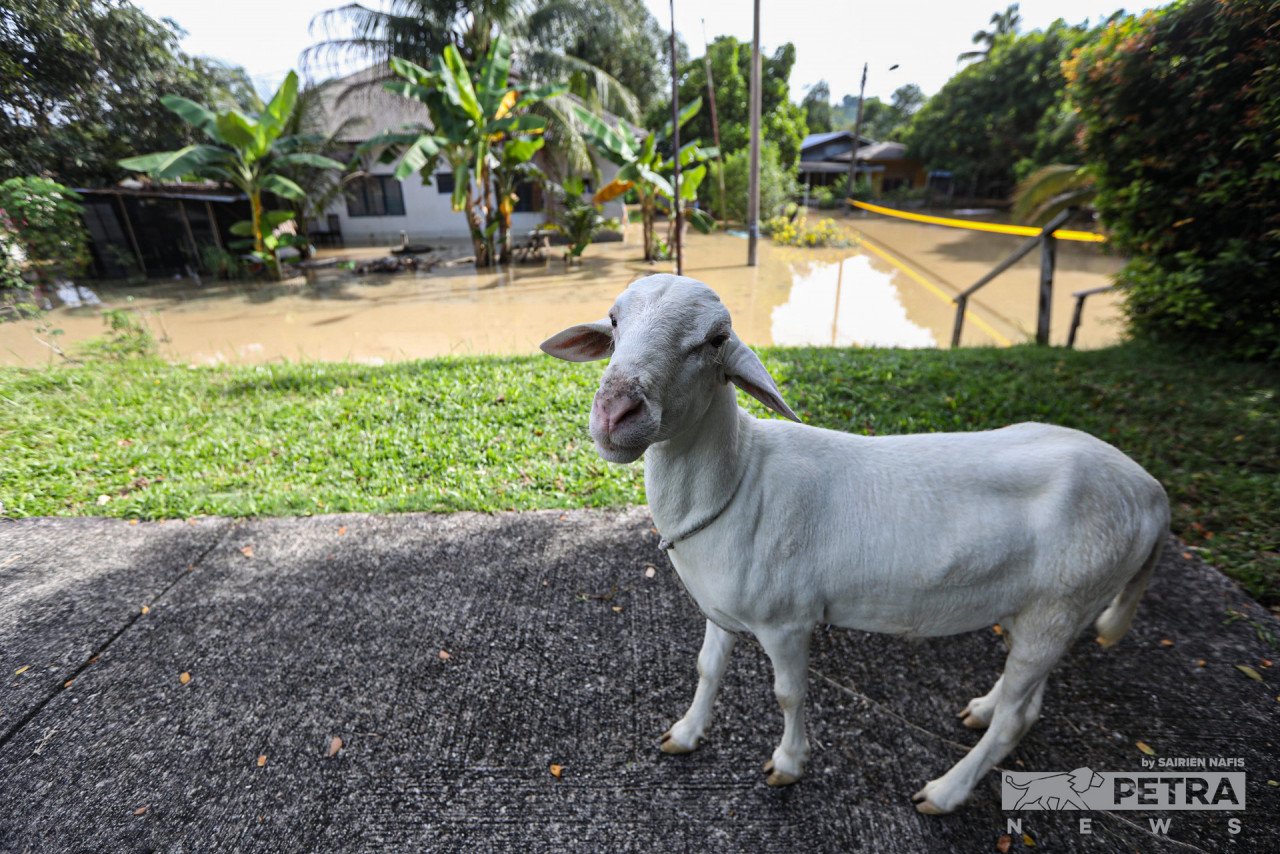 A rescued lamb stands on elevated ground after villagers managed to rescue it from floods. Two houses behind it are submerged after non-stop rain hit the district causing water level to rise. – SAIRIEN NAFIS/The Vibes pic, November 17, 2022