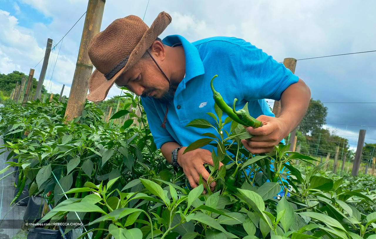 Some say import fees are three times higher for Sabah farmers than those in the peninsula. – The Vibes file pic, October 1, 2021