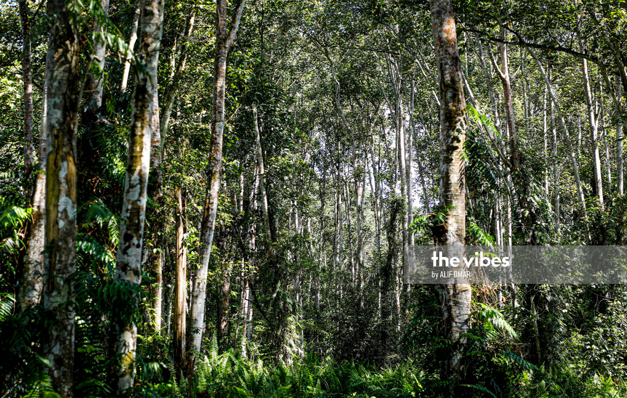 Malaysia has pledged to retain at least 50% of its land mass under forest cover to showcase its sustainability commitment. As of 2022, Malaysia has kept 54% of its forests. – ALIF OMAR/The Vibes file pic, April 22, 2023