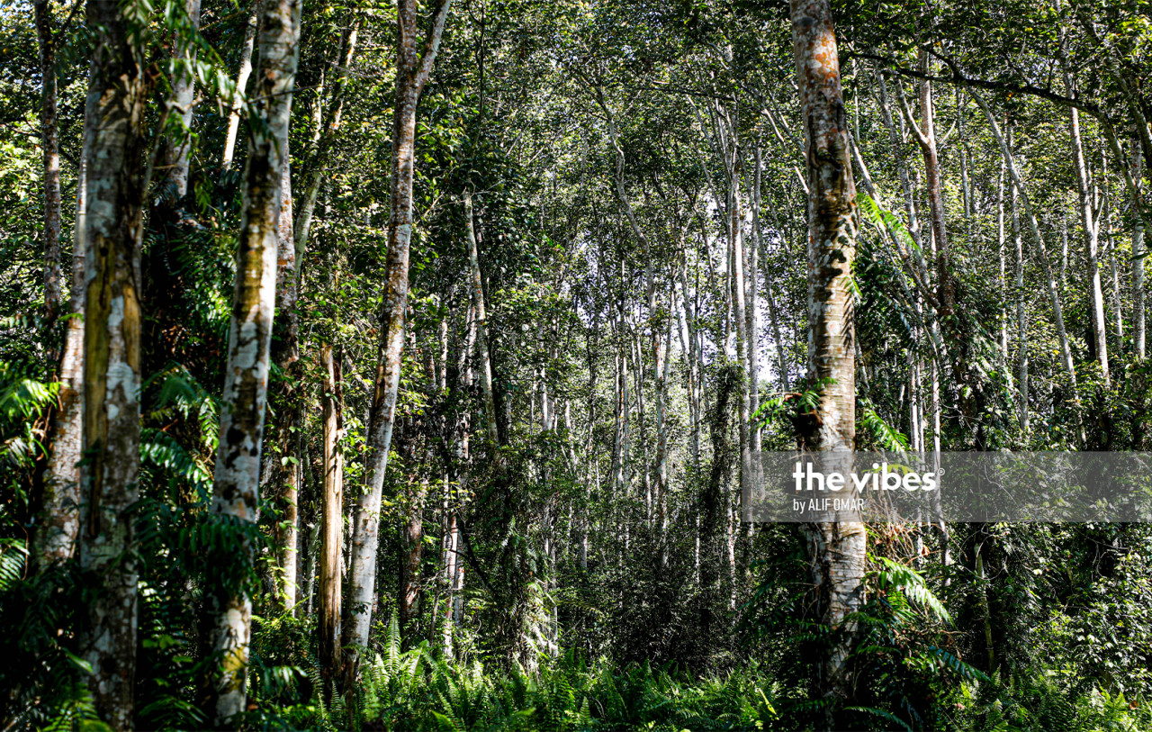 A view of the Kuala Langat North Forest Reserve. Plantation Industries and Commodities Minister Datuk Mohd Khairuddin Aman Razali says over 60% of forest reserves in the country remain unlogged. – The Vibes file pic, May 7, 2021