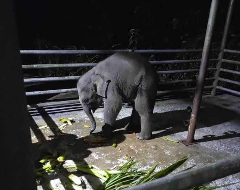 Rescued elephant calf Yuri is now being housed at the Sepilok Orangutan Rehabilitation Centre, where he is reported to be happy, rambunctious, and of healthy appetite. – Sabah Wildlife Rescue Unit pic, June 19, 2021