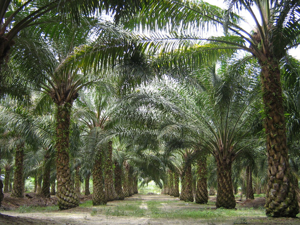 Affected Sarawak natives turn to setting up human blockades and physical protection to confront logging and plantation giants as their complaints often go unheard, says Willie Kajan. – Wikipedia pic, June 21, 2023