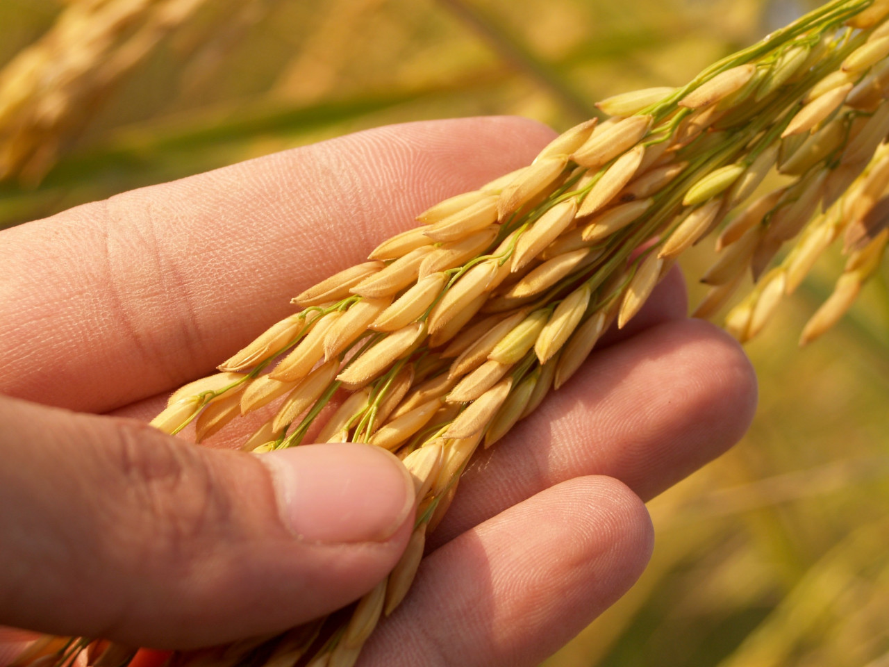 Farmers are saying the quality of padi seeds sold by the National Farmers Organisation, which has distribution monopoly, will only be known after they are sown, which puts the farmers at risk of incurring losses. – Pixabay pic, March 11, 2021