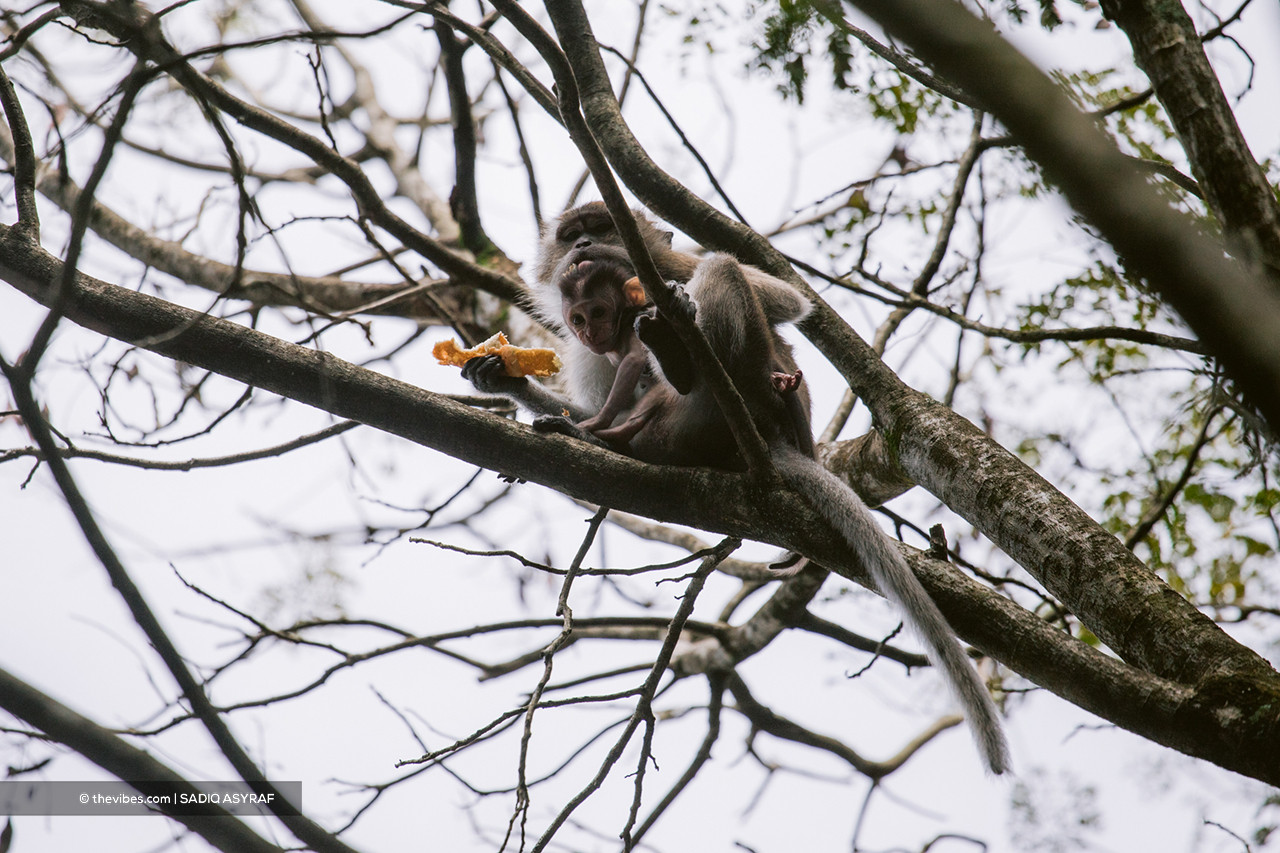 A monkey is seen giving fruit to its baby high up in the tree branches. – SADIQ ASYRAF/The Vibes pic, April 24, 2021