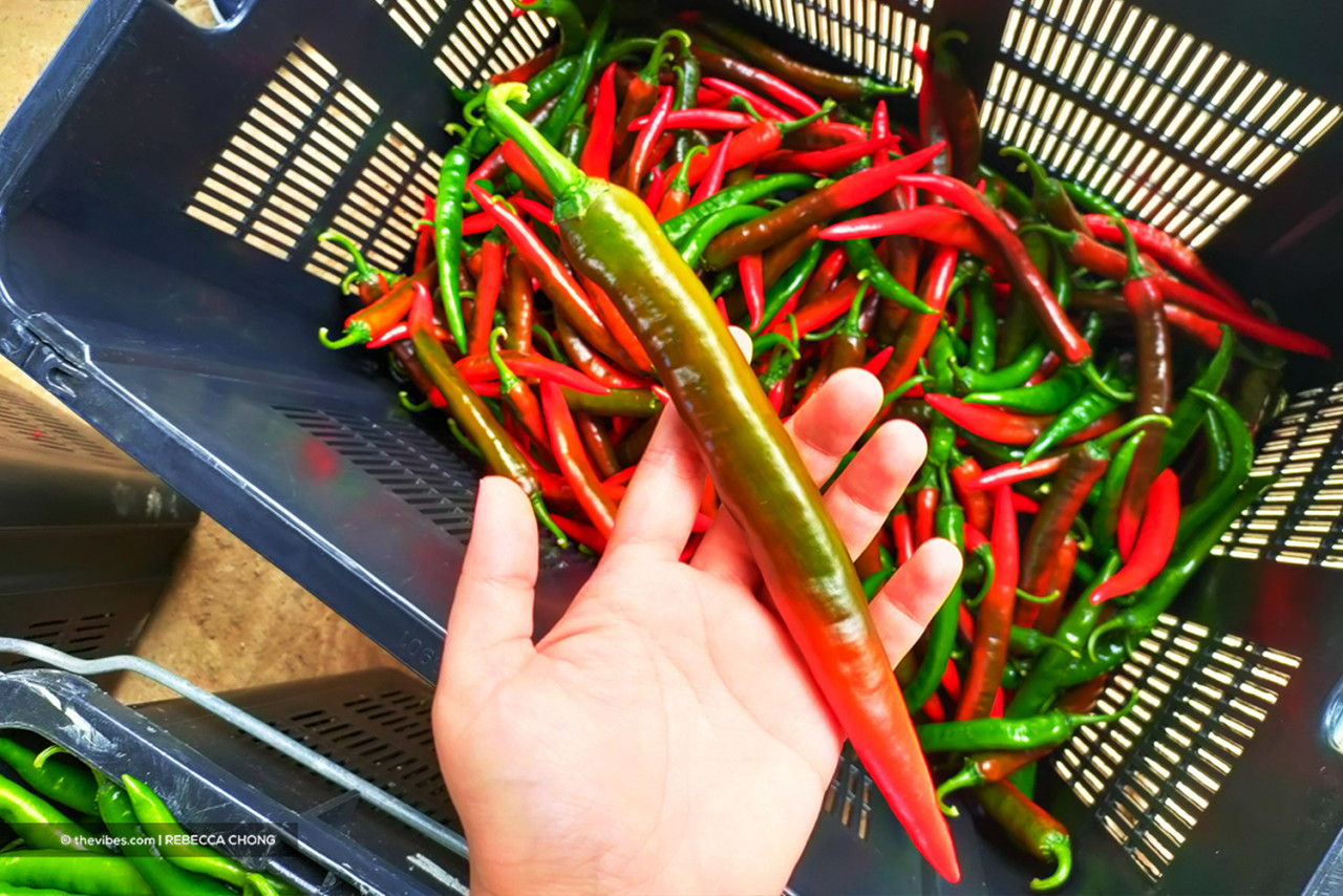 RM1 billion has been allocated for BNM Agrofood Financing Scheme to allow smallholders to increase production of agrofood. – The Vibes file pic, October 7, 2022