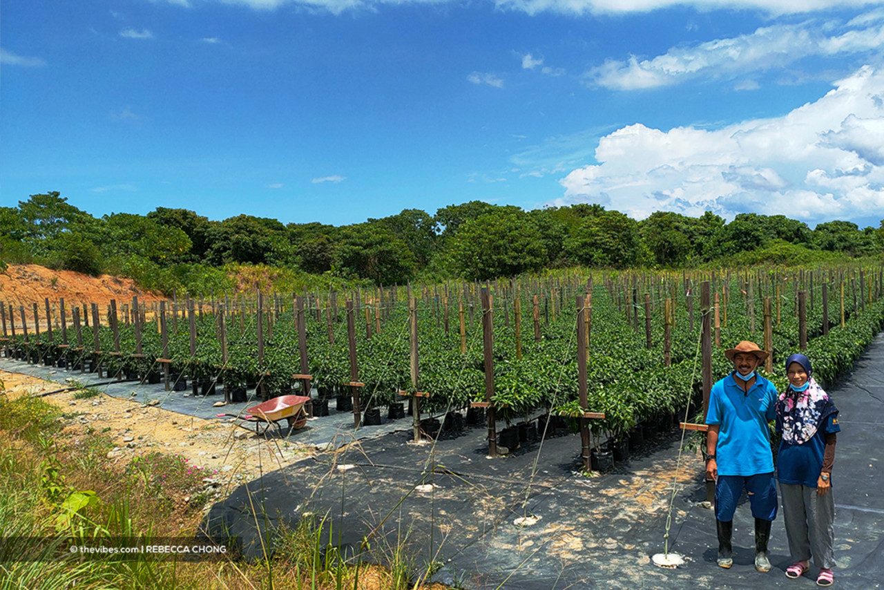 Hamsah Herman and his wife at their farm, which has 4,000 chilli trees that yield about four tonnes per season. – REBECCA CHONG/The Vibes pic, May 9, 2021