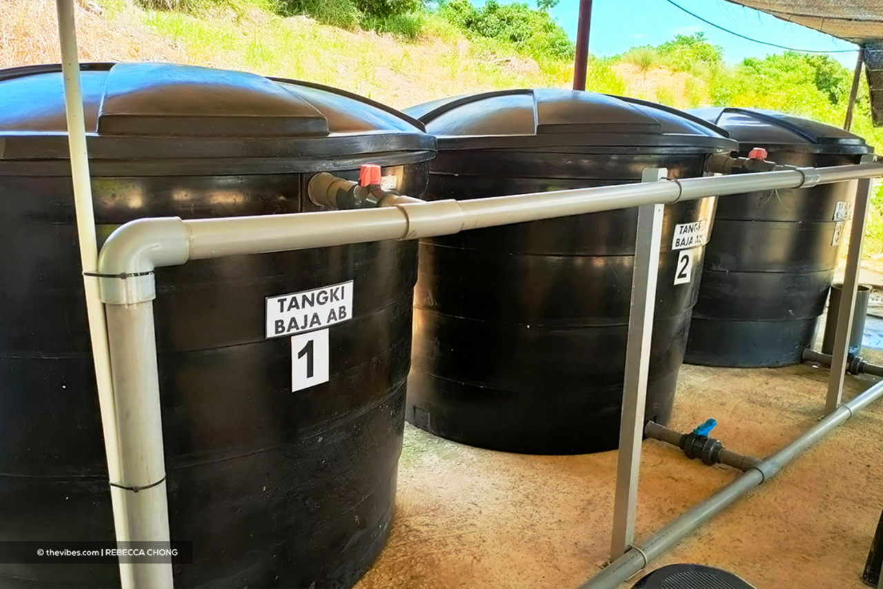Hamsah Herman says the fertigation method makes use of an irrigation system to inject fertilisers and water automatically. – REBECCA CHONG/The Vibes pic, May 9, 2021