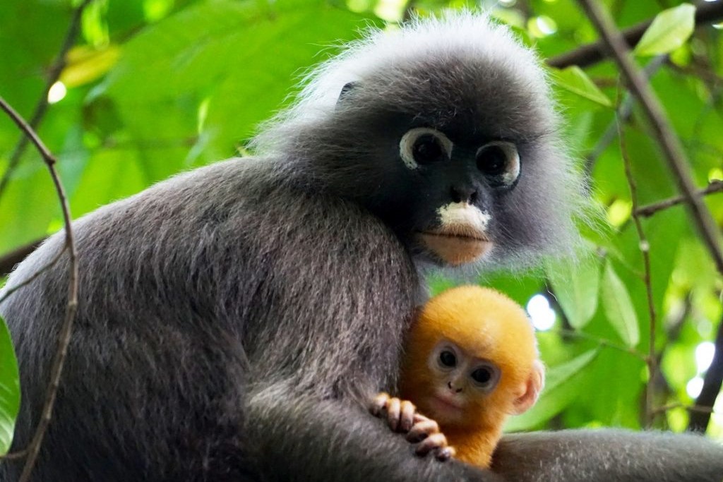The dusky leaf monkey, also known as langur or lutung, is known to be a shy and elusive creature. – Langur Project Penang pic, May 24, 2021