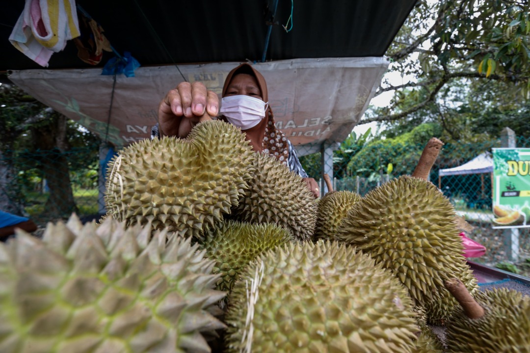 According to the Tras assemblyman, the Raub District Council’s rent-seeking exercise will increase the burden on farmers as well as the price of durian, which will affect the fruit’s appeal in the international market amid strong competition from Thai producers. – The Vibes file pic, October 26, 2021