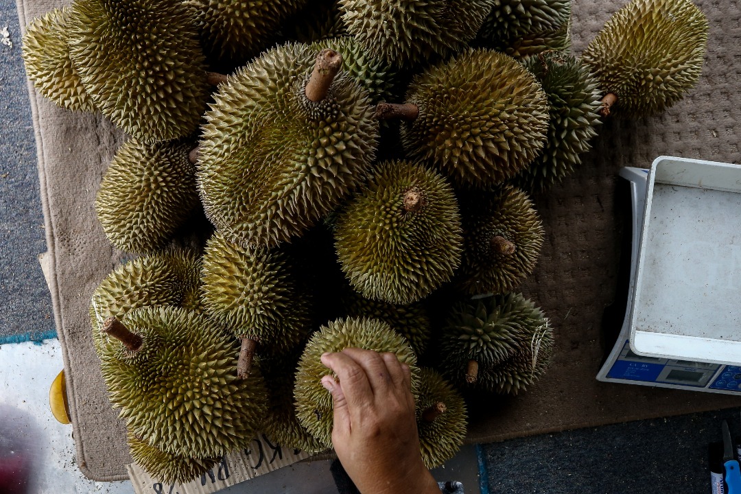 Save Musang King Alliance spokesman Wilson Chang says revenue can be increased through tax collection and licensing fees for the durian industry. – The Vibes file pic, October 26, 2021