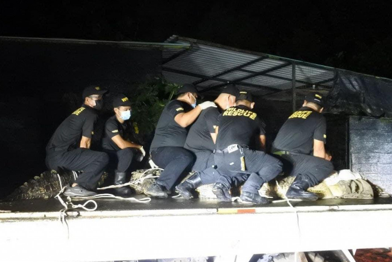 Sabah Wildlife Department personnel secure the crocodile caught on the sea near Pulau Gaya. – Picture courtesy from the Sabah WIldlife Department, June 13, 2021