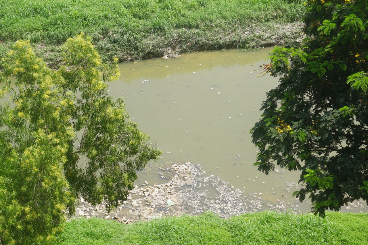 Public relations consultant and local resident Visithra Manikam says she believed more dead fish could be found upriver. – Visithra Manikam Twitter pic, June 23, 2021