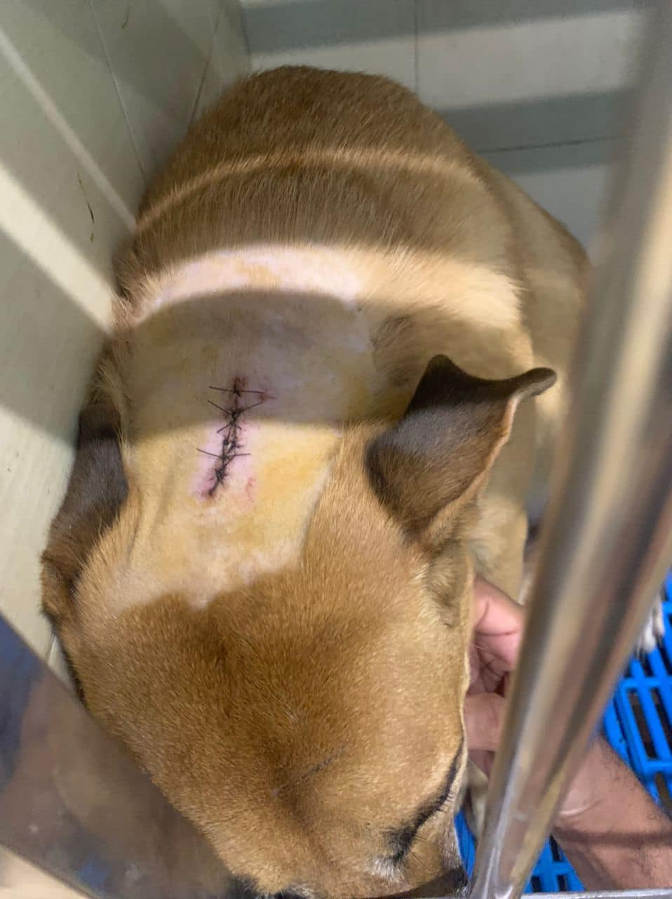 Man's cruel cut on his best friend. Hugo attacked by a parang-wielding youth stitched up and recovering at the vet. – Pic courtesy of Brenda Bonte Lohicr