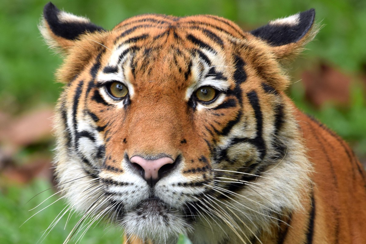 We may be losing tigers faster than they can breed, thus ratcheting up the importance and urgency to conserve each and every tiger we have now. – WWF-Malaysia pic, January 10, 2022