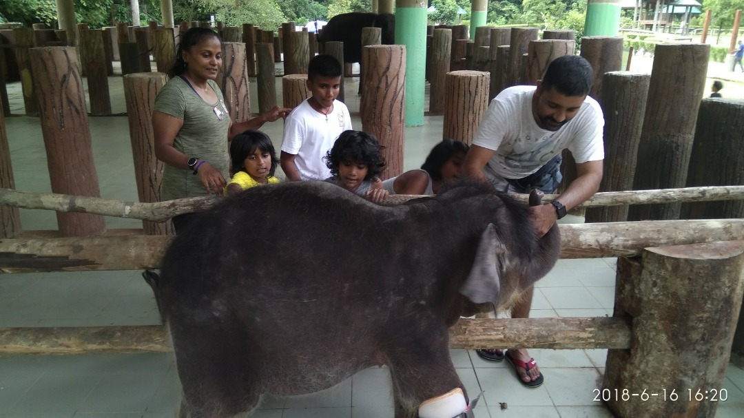 Homeschooled children volunteer at the Kuala Gadah Elephant Sanctuary. – Pic courtesy of Sagayah Mary, April 3, 2022