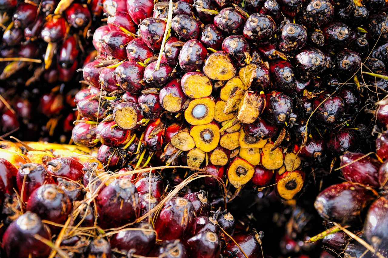 Cultivation of oil palm stands at 1.544 million hectares, which is 21 times the size of Singapore, employing 220,000 workers, mostly foreign, and contributing around RM1 billion to the state coffers annually. – Pixabay pic, June 13, 2022