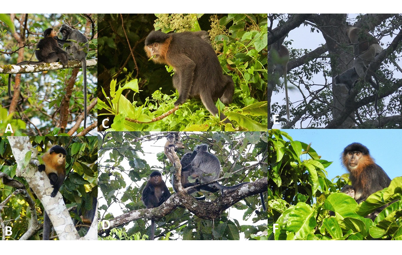 Pictures of several specimens of the ‘mystery monkey’, based on which studies are being done, such as of the limb proportions of the primates. – International Journal of Primatology pic, June 13, 2022