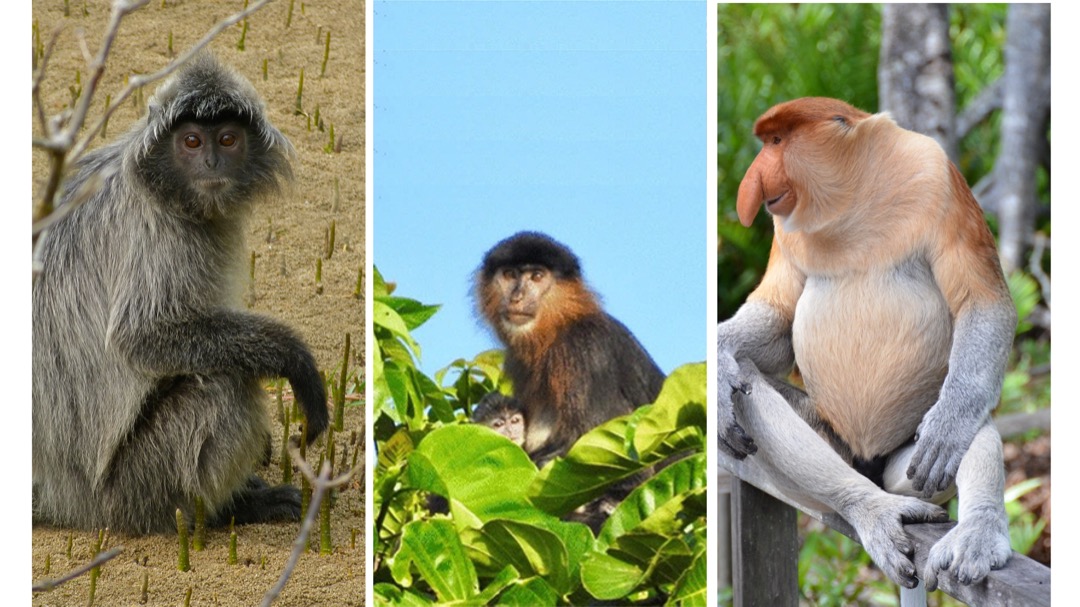 In the centre is an adult putative hybrid holding an infant (Nicole Lee pic, June 19, 2022). On the left is a silvery langur (Wikipedia pic, June 19, 2022) and on the right is a proboscis monkey (Wikipedia pic, June 19, 2022).