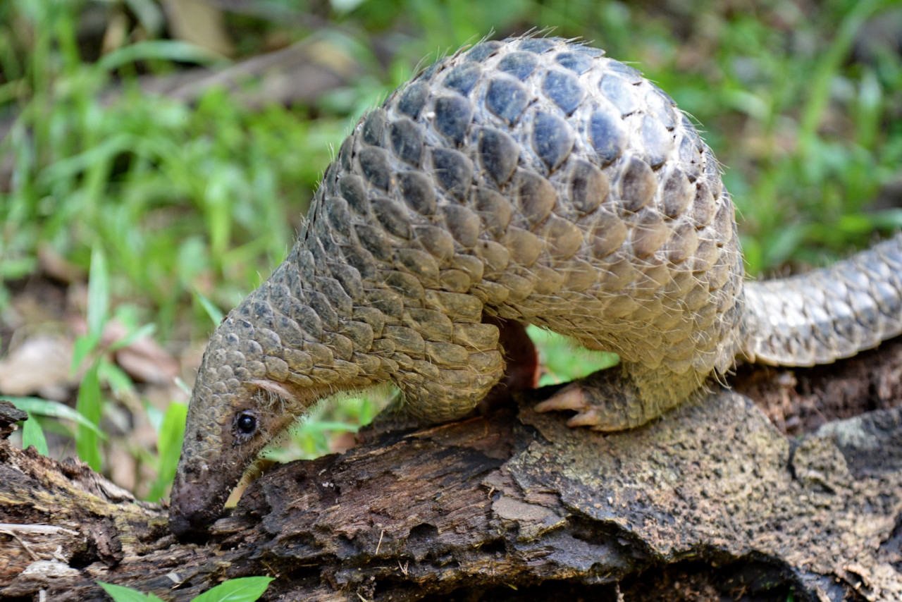 A baby Sunda pangolin feeds on termites in the woods at Singapore Zoo. The species is listed as critically endangered by the International Union for Conservation of Nature. – AFP pic, June 15, 2022