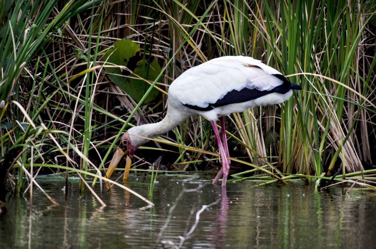 Milky storks are found predominantly in coastal mangroves in parts of Southeast Asia with fewer than 1,500 reportedly existing in the wild. Prof Ahmad Ismail says interspecies breeding with painted storks has resulted in some hybrids being born sterile. – Wikipedia pic, June 19, 2022