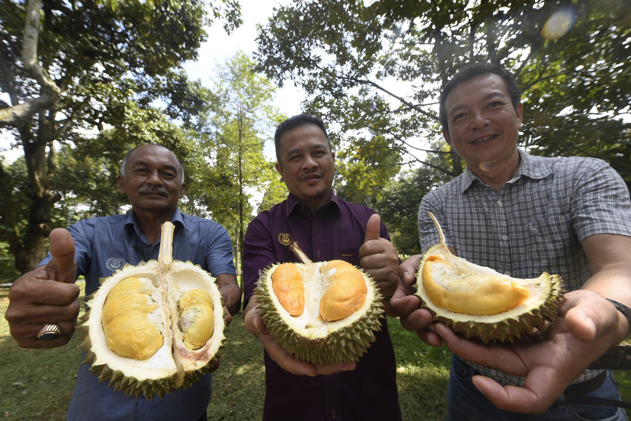 The J Sparrow and Jerai durian cultivars, unveiled by the Kedah Veterinary Department last Monday, may have garnered some interest, but it is unlikely that they will outstrip Musang King’s popularity anytime soon. – Bernama pic, June 26, 2022