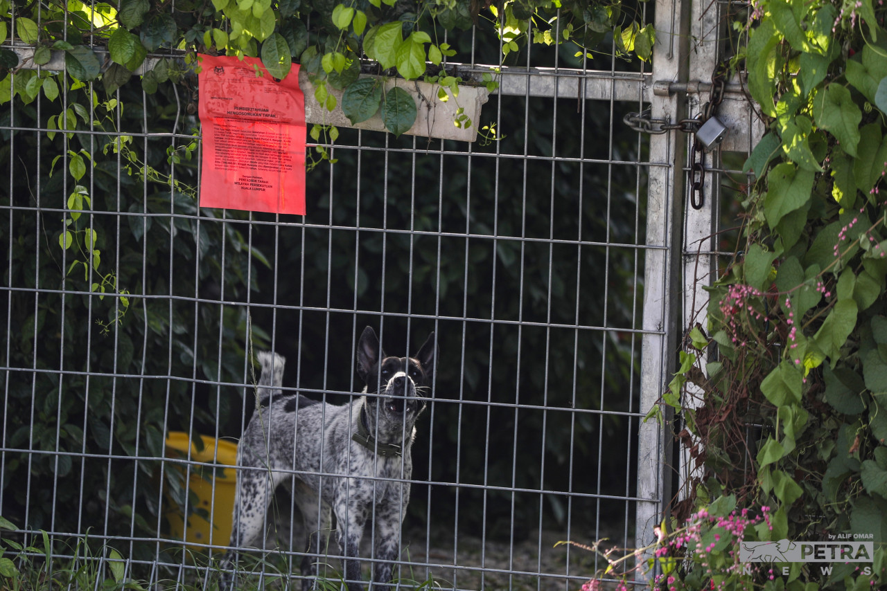 An eviction notice is seen attached to a gate at Kebun-Kebun Bangsar as a dog barks. In the notice, authorities reiterate that no permanent structures or animals are allowed on-site as it breaches the conditions in the temporary occupancy licence. – The Vibes file pic, August 10, 2022
